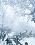 雾凇  雪景