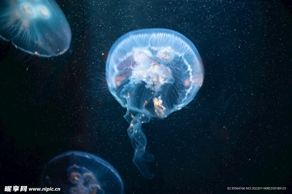 海底水母生物自然背景素材
