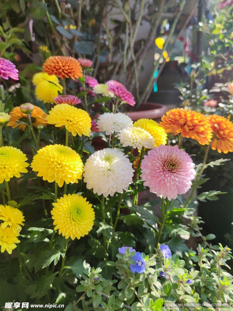 菊花 陽光