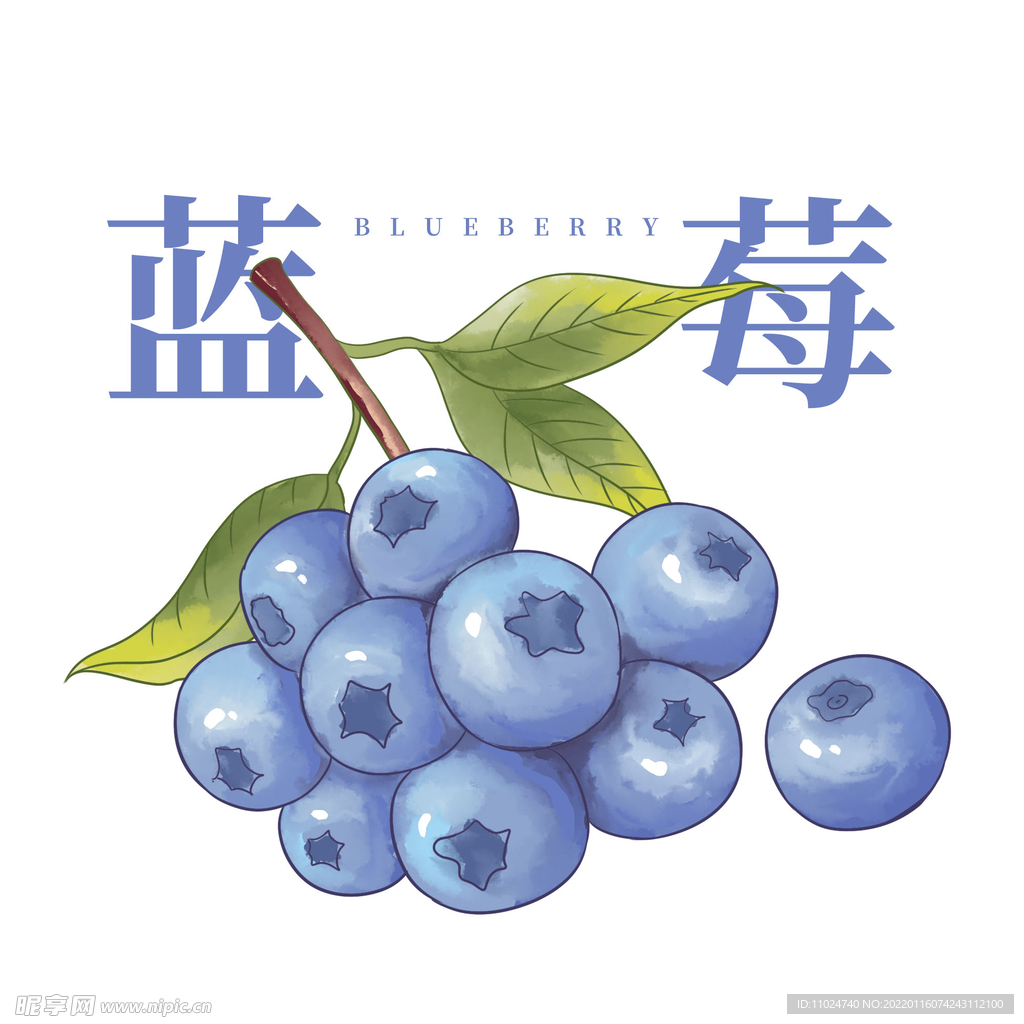 手绘水彩蓝莓插画