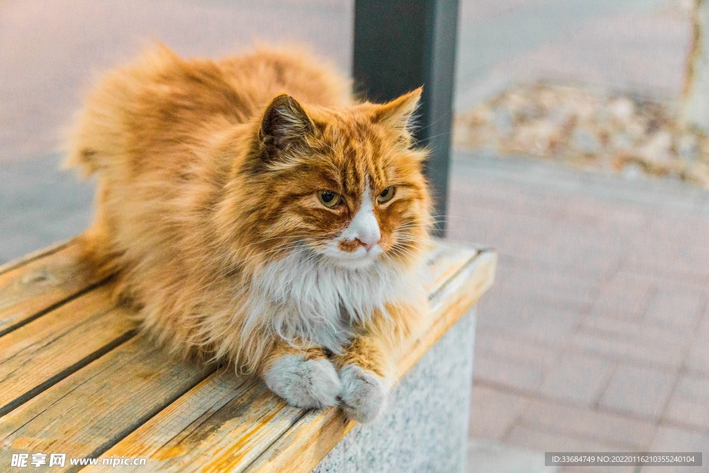 椅上的猫 长毛猫咪 喵星人