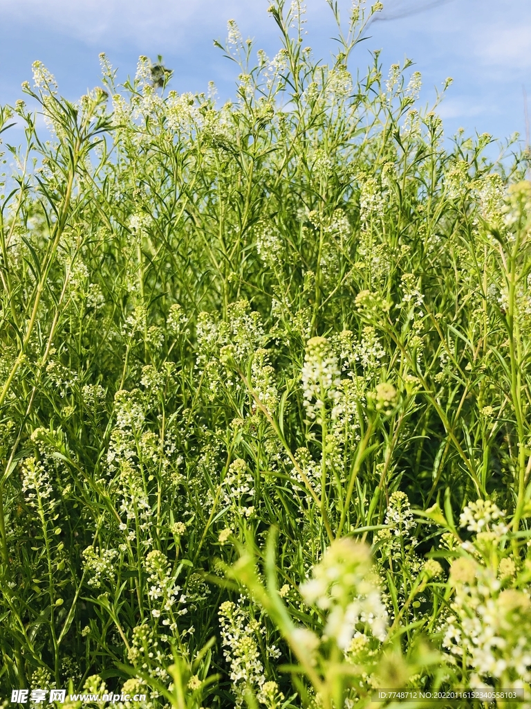 薺菜花