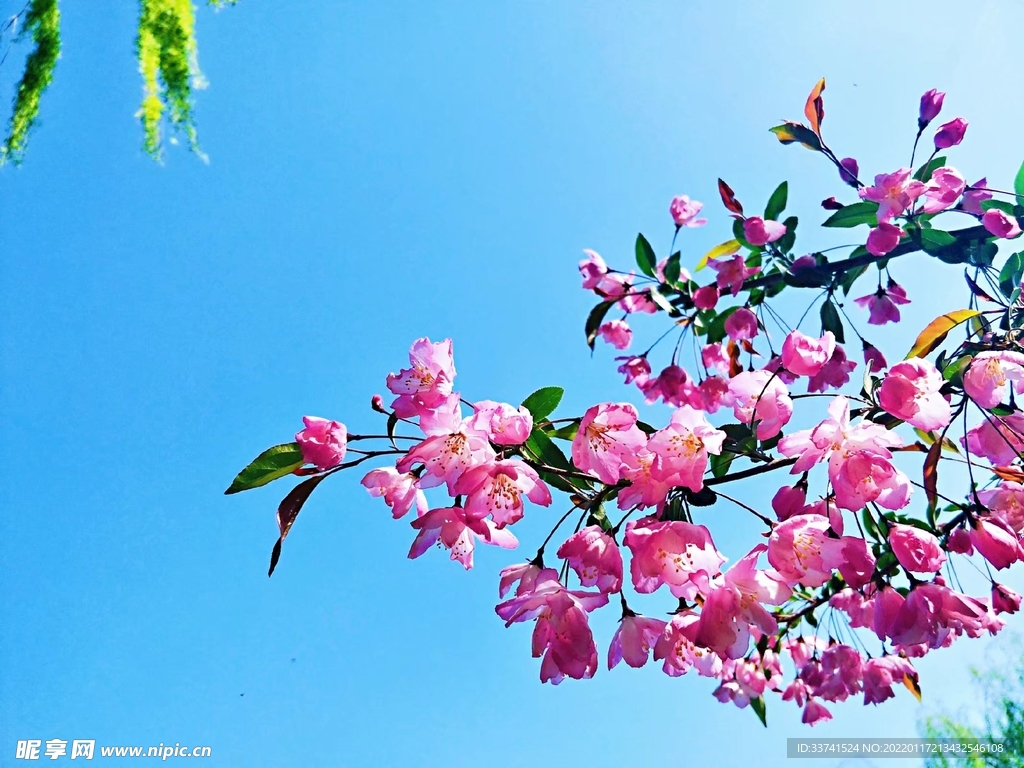 桃花 藍(lán)天