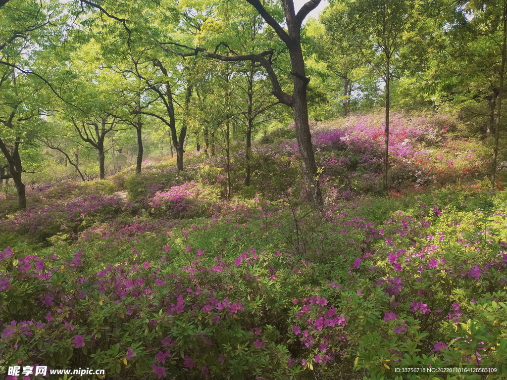 杜鵑花風(fēng)景