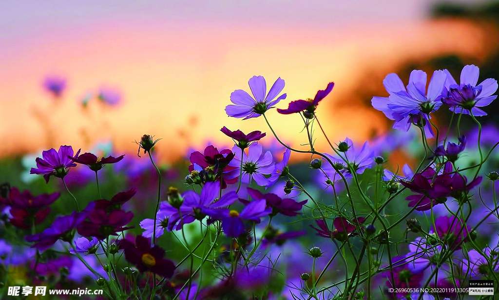 紫花