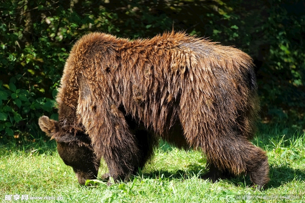 草地上徘徊觅食的棕熊