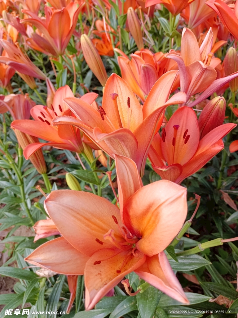 百合