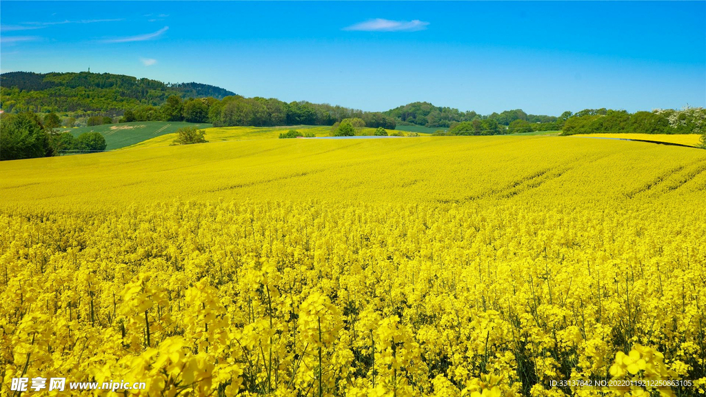 漫山遍野油菜花