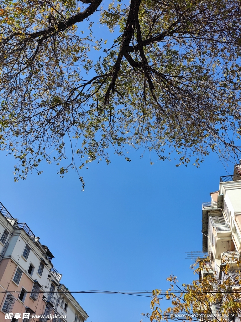 天空 樹