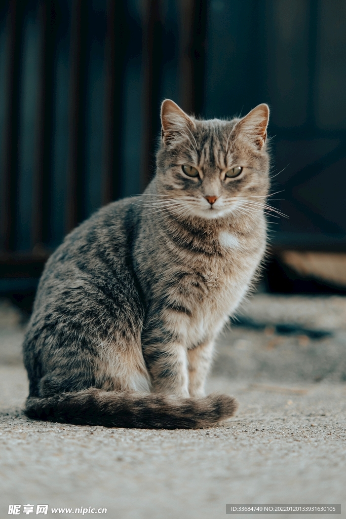 猫咪 帅气 萌宠 家猫