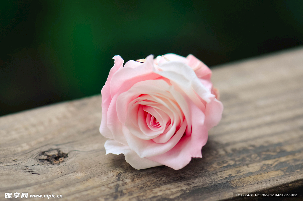 玫瑰花 粉色 漂亮 素材