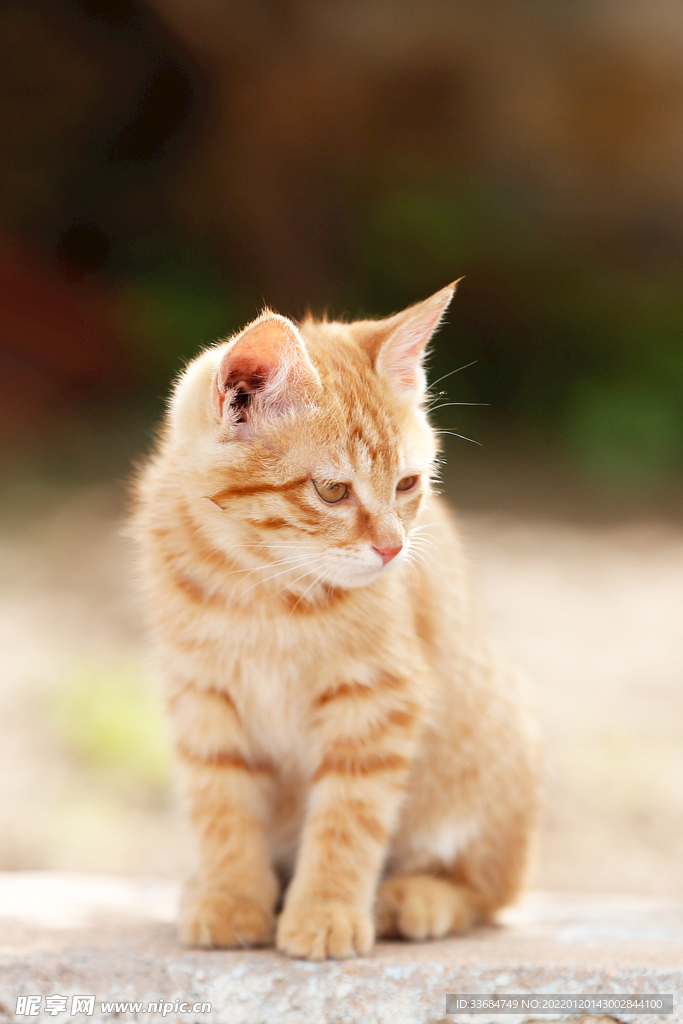 小奶橘猫 喵星人 小可爱 奶猫