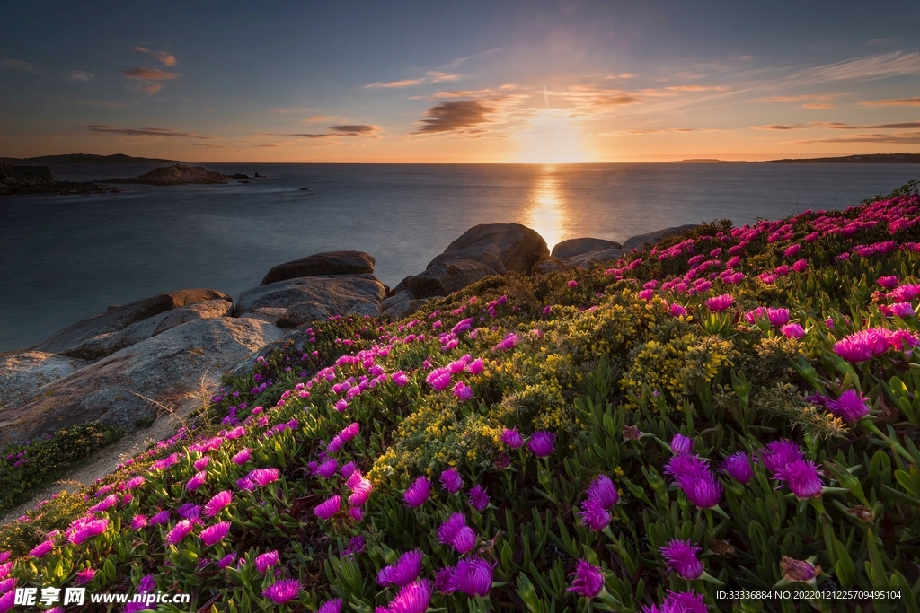 海邊花景