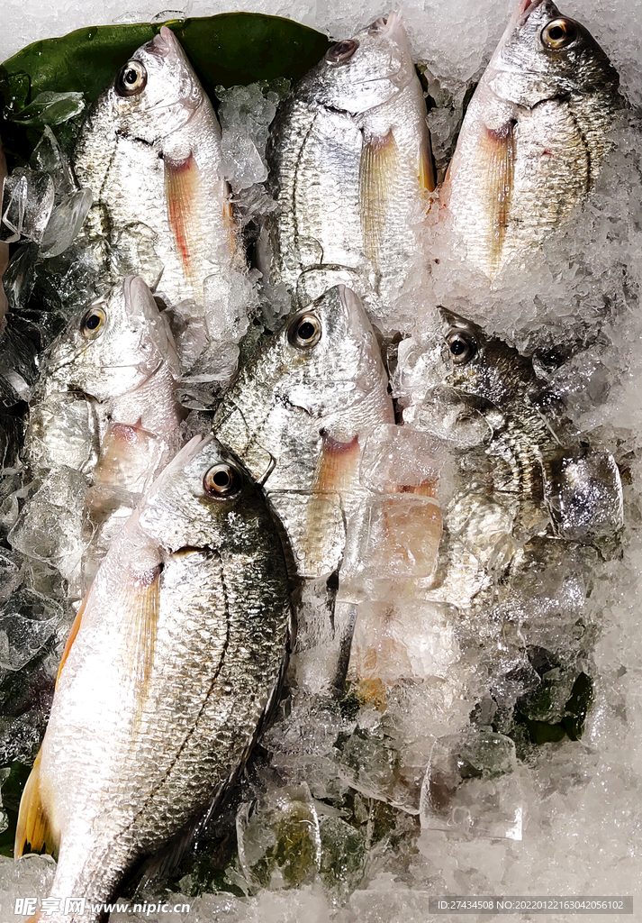 冰鮮海魚