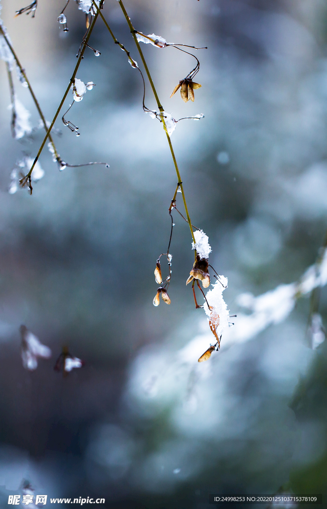 雪中臘梅