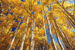 秋天的树林摄影 