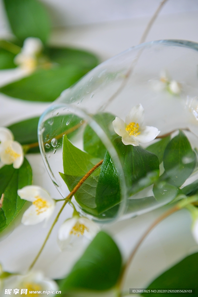 植物素材 