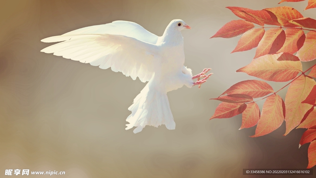 鳥類壁紙