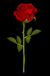 情人节写实手绘玫瑰