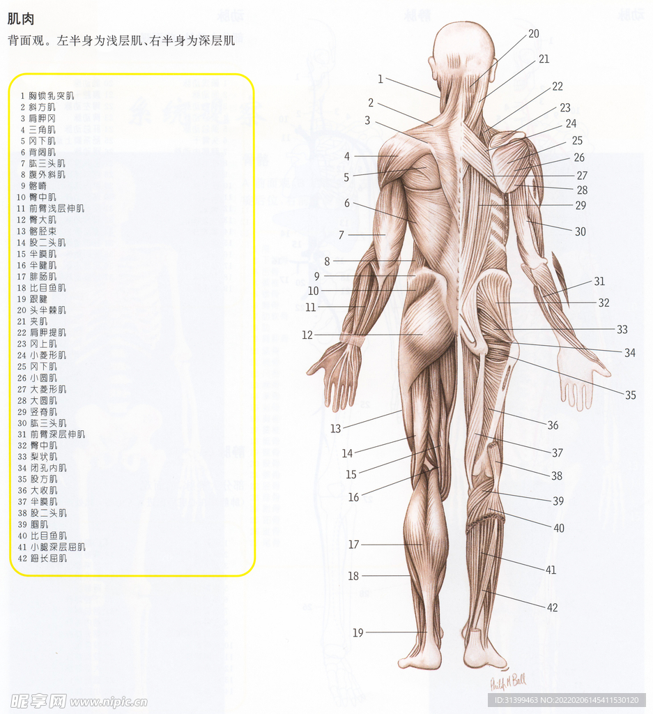 骨胳             
