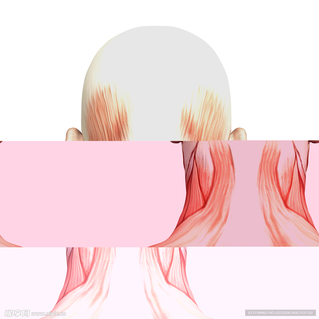 骨胳             