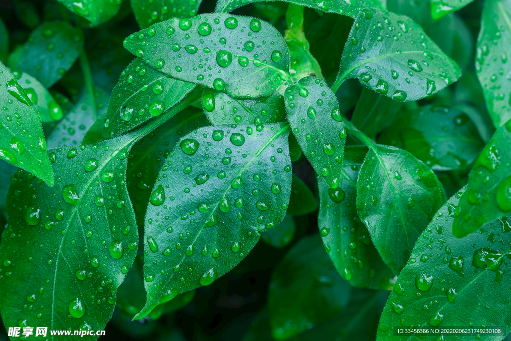 綠色的葉片雨水