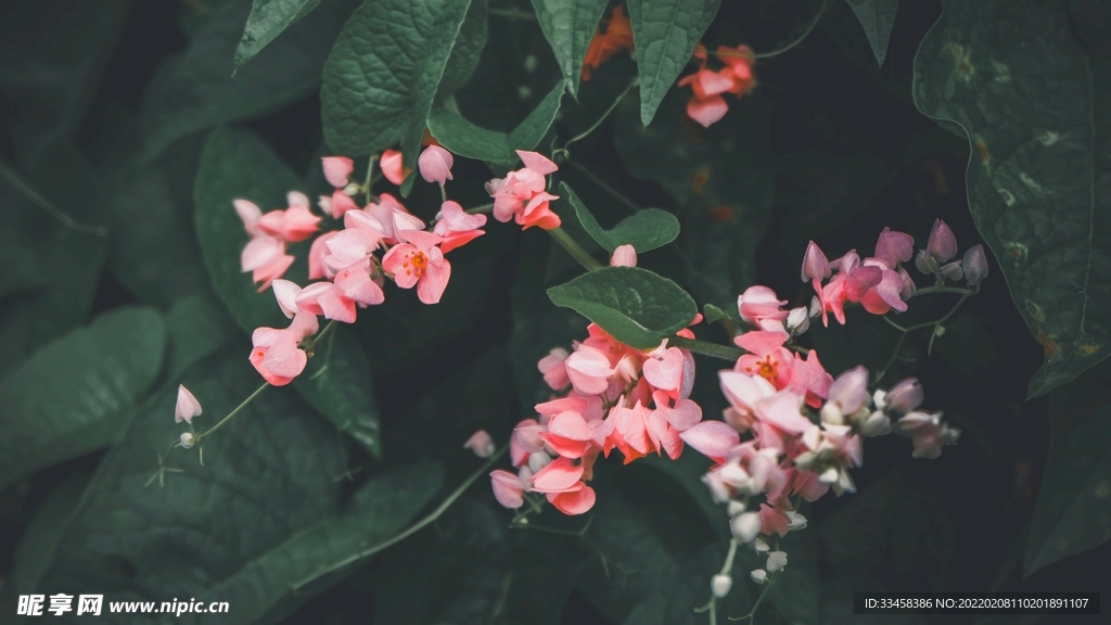 鮮花壁紙