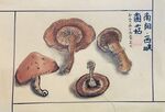 西峡菌菇