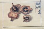西峡菌菇