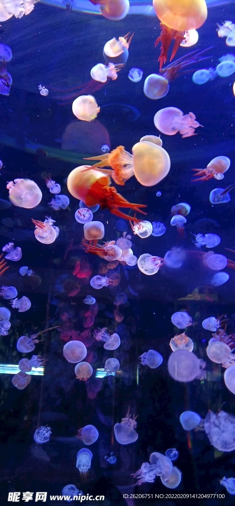 小水母海洋公园美景水母群彩色