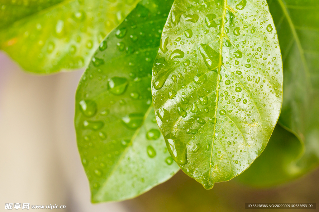 自然風(fēng)景下雨水滴雨季大自然