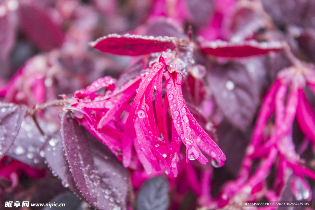 紅花檵木上雨水