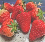 灰度奶油草莓