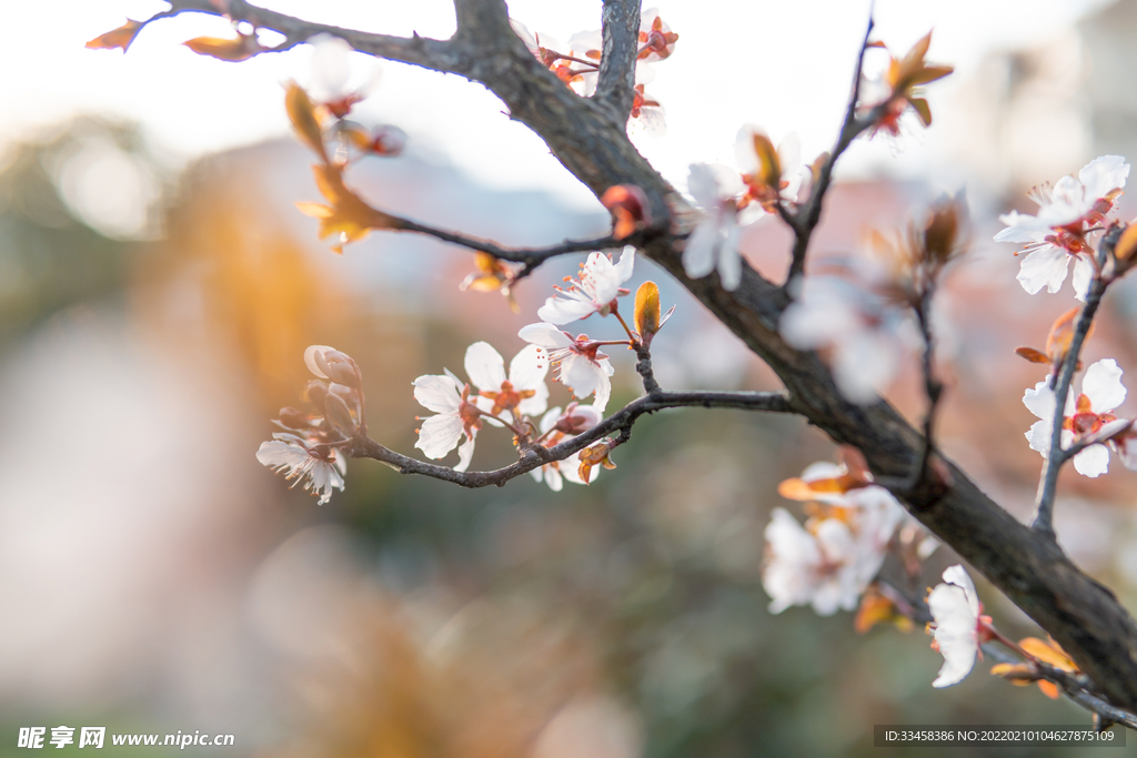 春天中午櫻花公園賞花