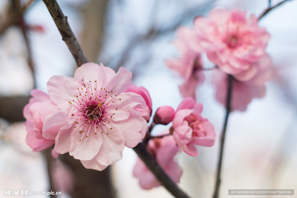 蠟梅下午花朵公園綻放