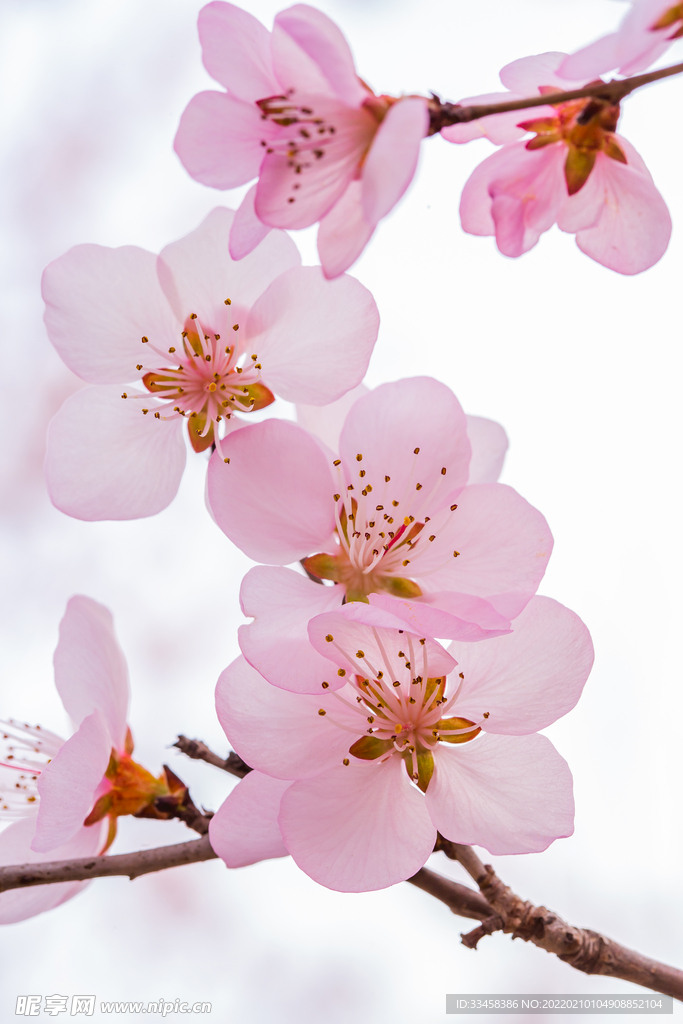 山桃花春天白天山桃花