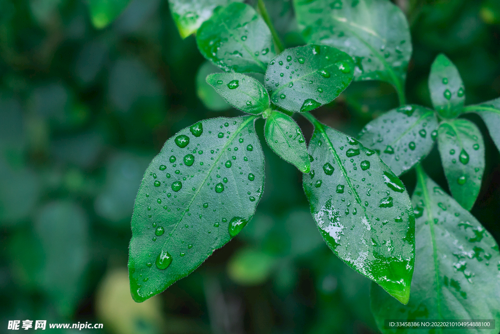 綠色的葉片雨滴