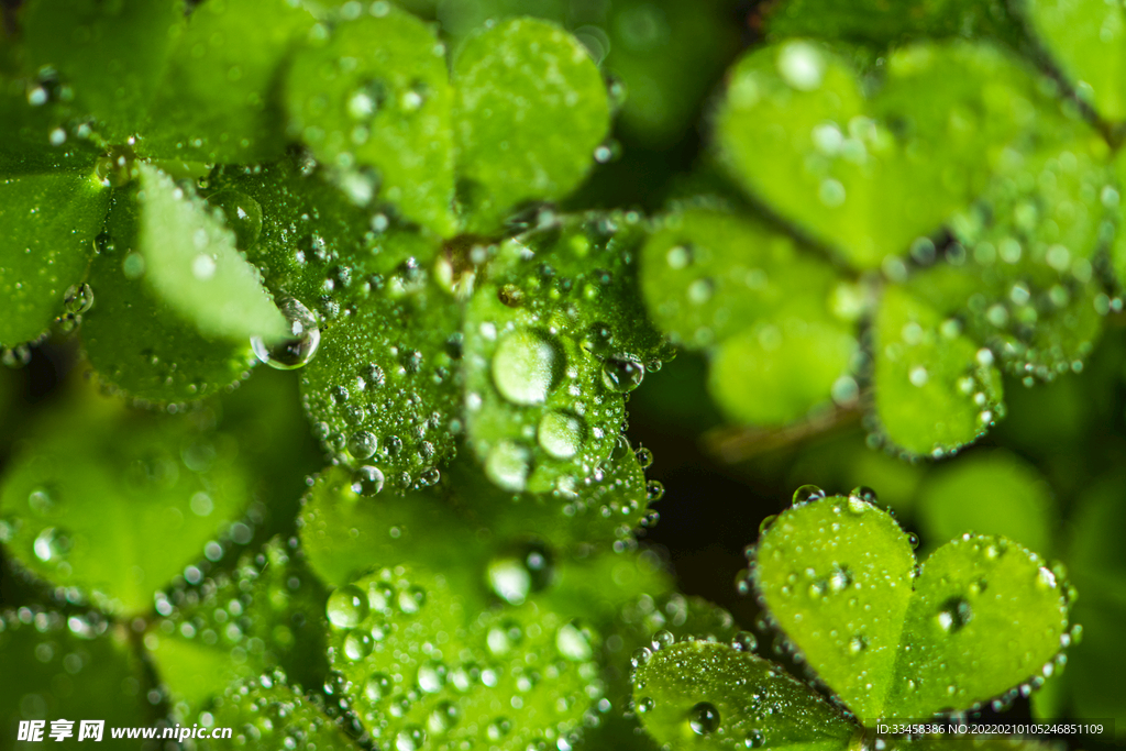 葉子上的雨滴