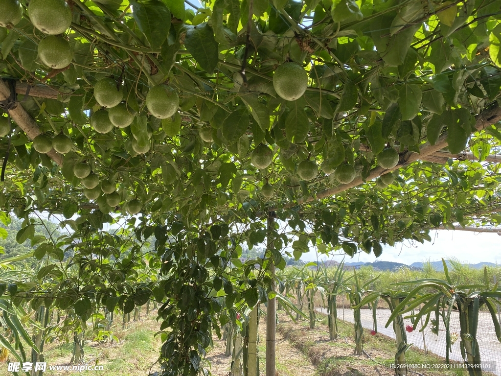百香果
