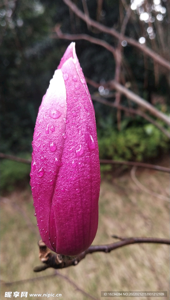 姹紫嫣紅
