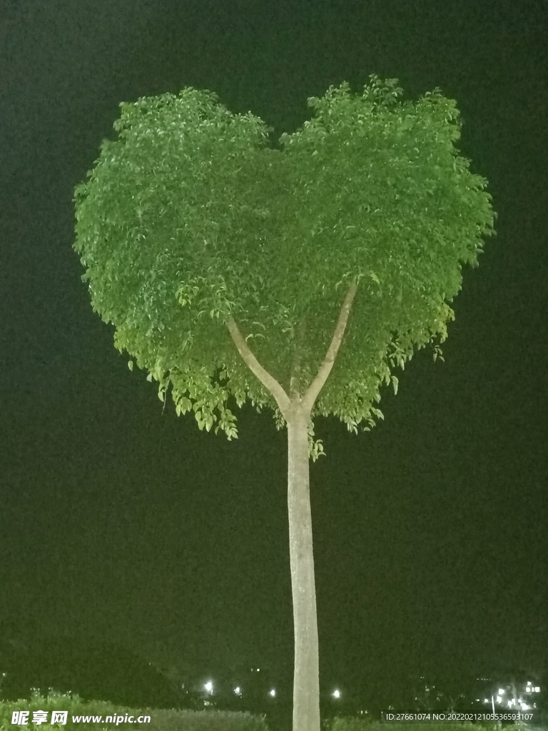 心形爱心树