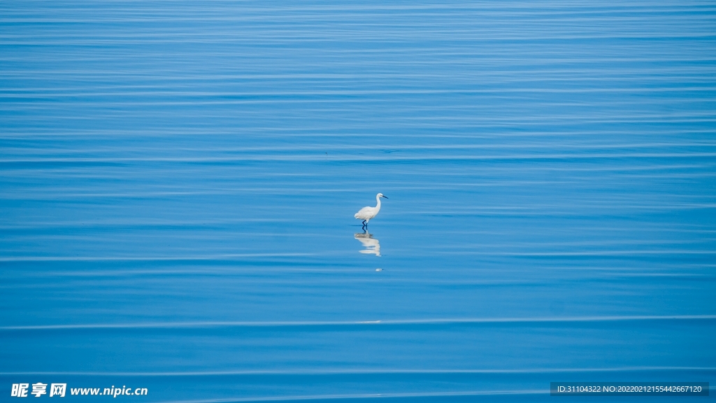 海面海鳥