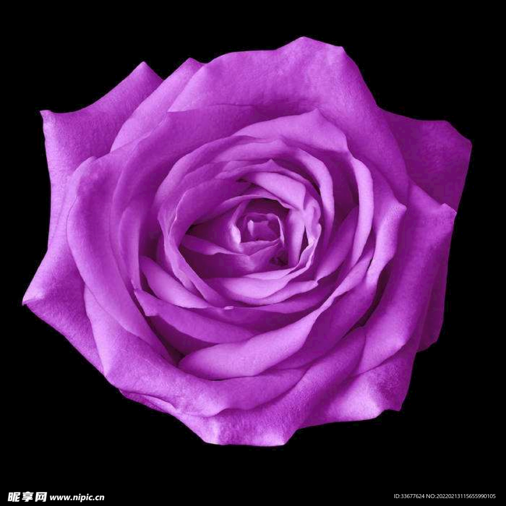 玫瑰花素材
