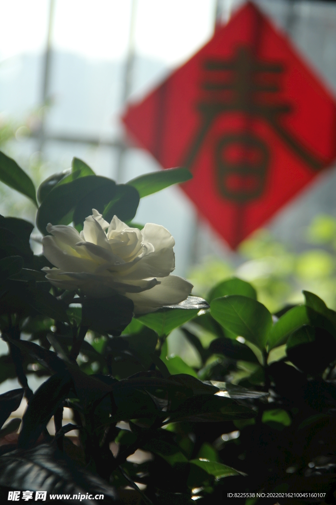 迎春