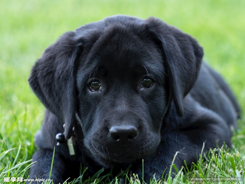 拉布拉多幼犬 