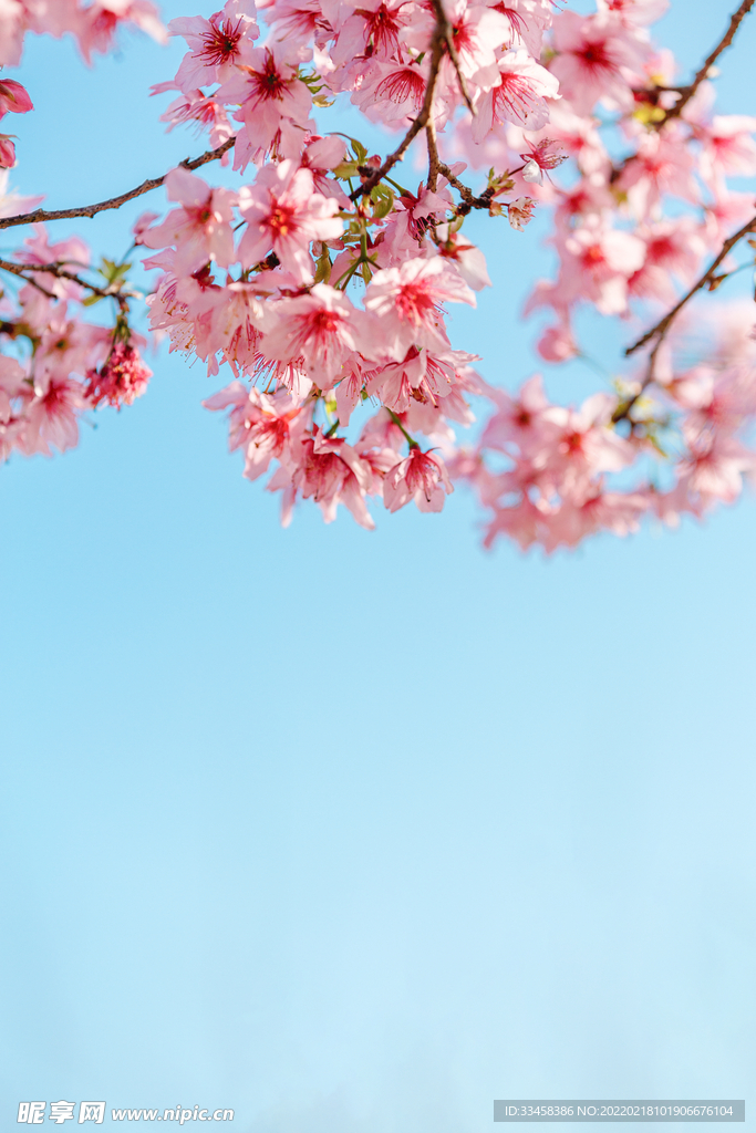 櫻花春天花朵公園賞花