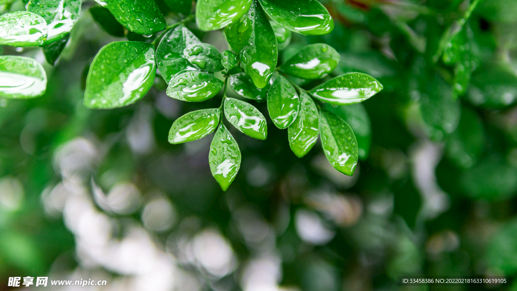 春天雨水水珠