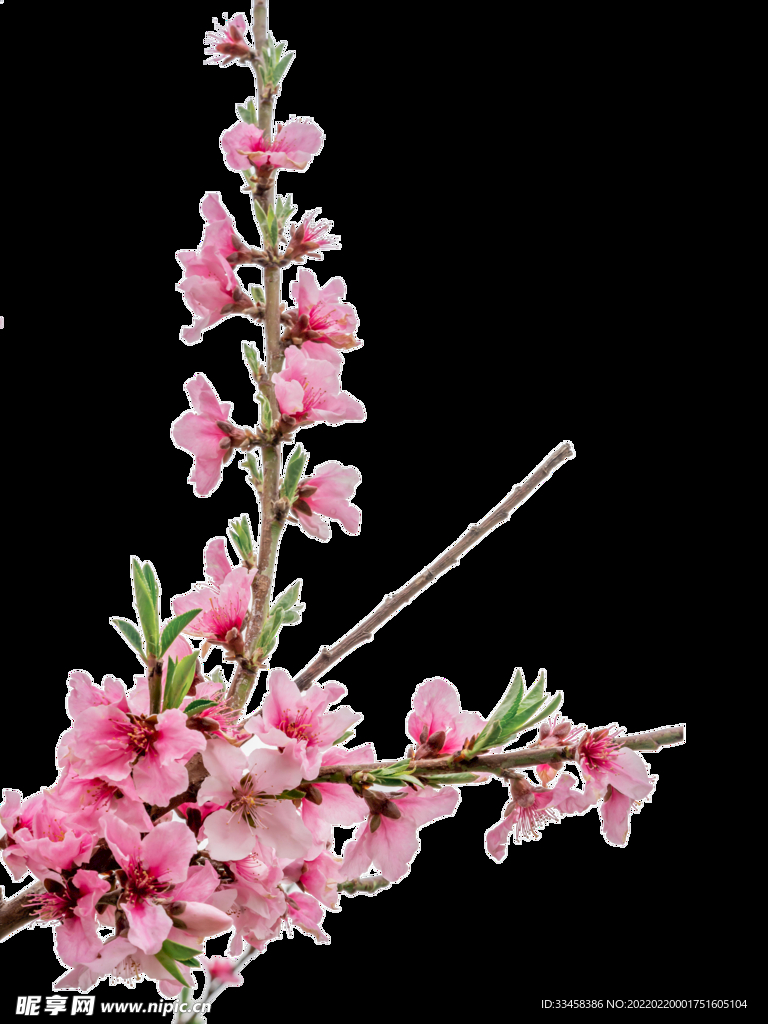 春天桃花
