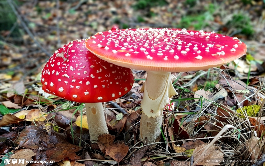 紅色毒蘑菇