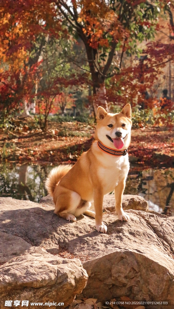 小狗狼狗